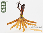 xĲ2.2l/ ڲ x؛r286Ԫ/