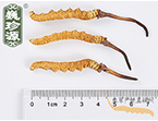 xĲ2l/ ^ڲ x؛r350Ԫ/