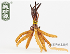 xĲ2l/ ڲ x؛r306Ԫ/