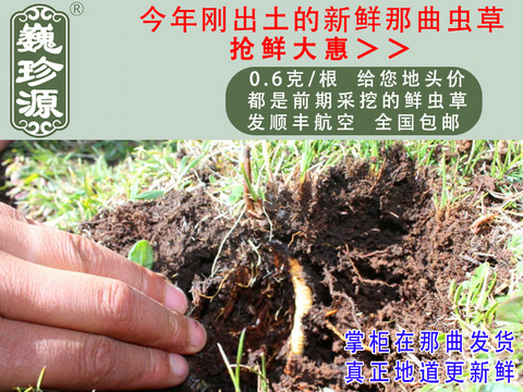 新鮮冬蟲(chóng)夏草,那曲新鮮蟲(chóng)草,巍珍源0.6克/根頭期新鮮那曲冬蟲(chóng)夏草,剛采挖出土的那曲頭期新鮮蟲(chóng)草